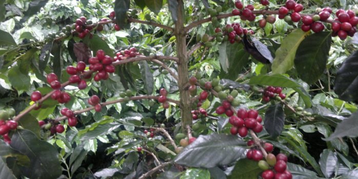 Økologisk Indonesien, Umang Gayo