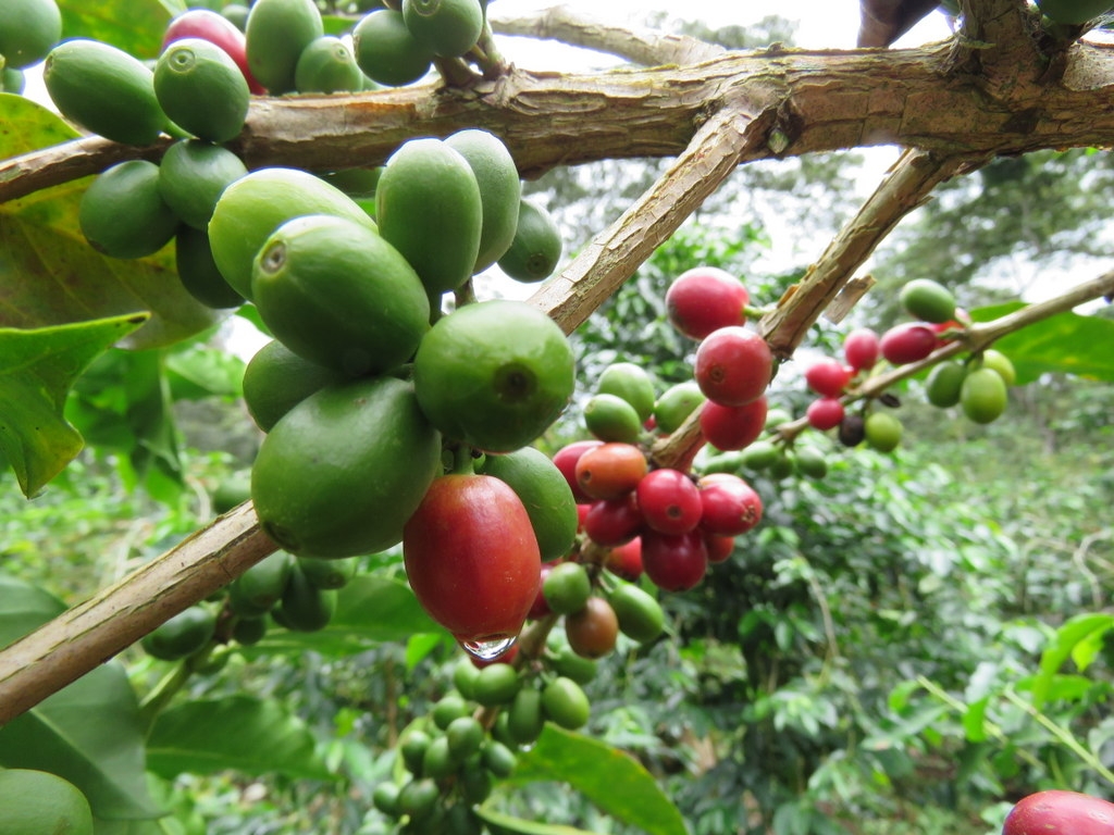 Økologisk kaffe fra Honduras