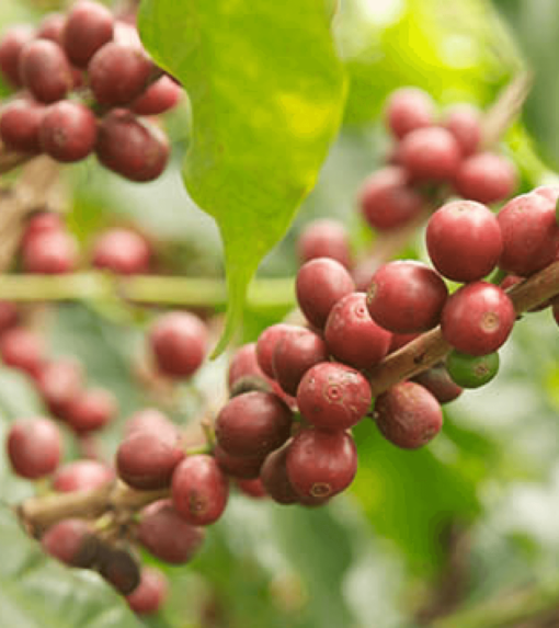Costa Rica Tarrazù grønne bønner
