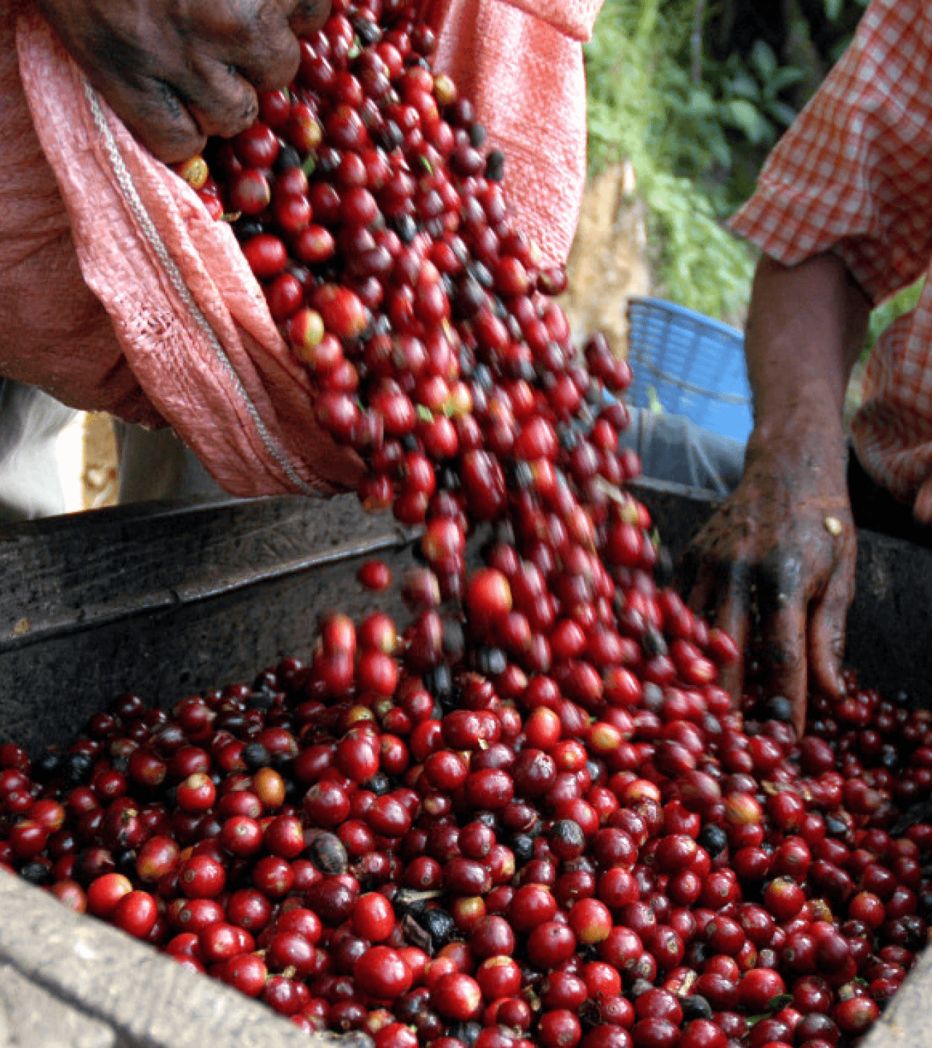 Friske Kaffebønner fra Panama